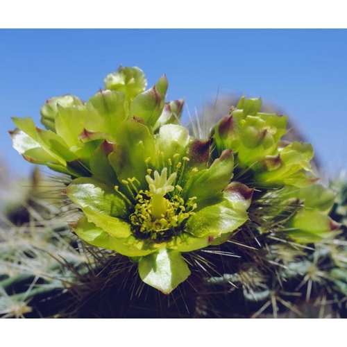 CA, Cholla Cactus flowers in Valley of the Moon